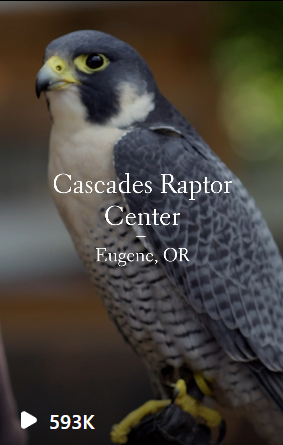Cascades Raptor Center Video Screenshot
